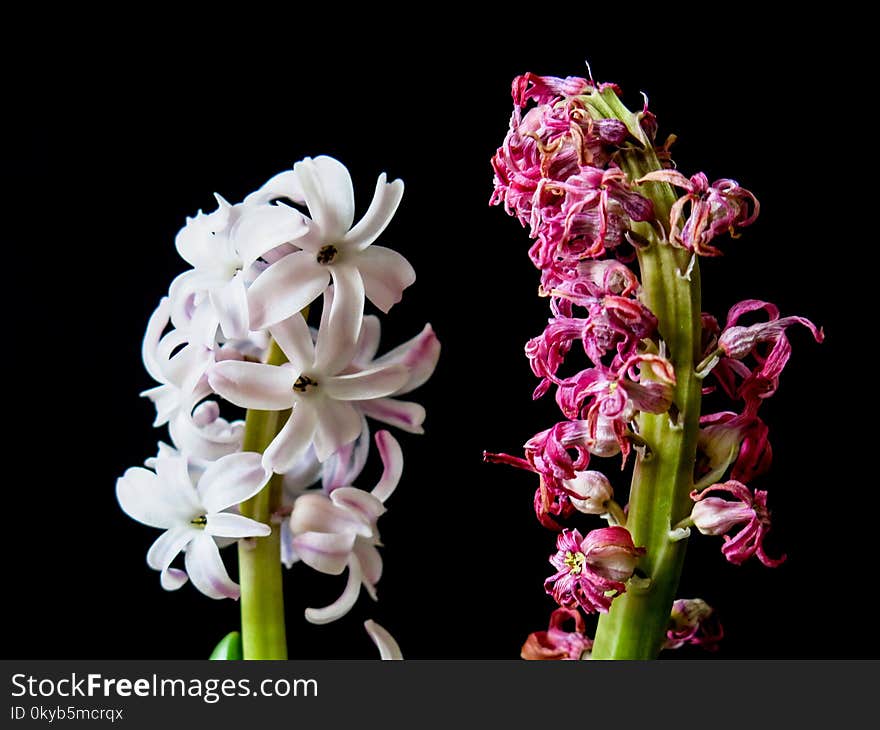 Purple and White Orchids