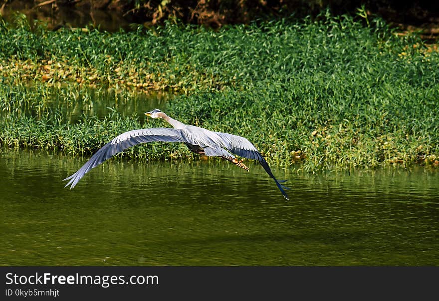 Blue and White Bird Flying Towards Green Leaf Plants