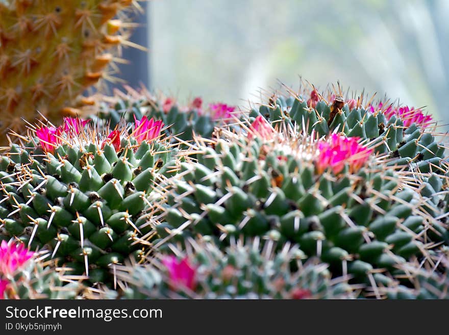 Shallow Focus Photography of Cactus