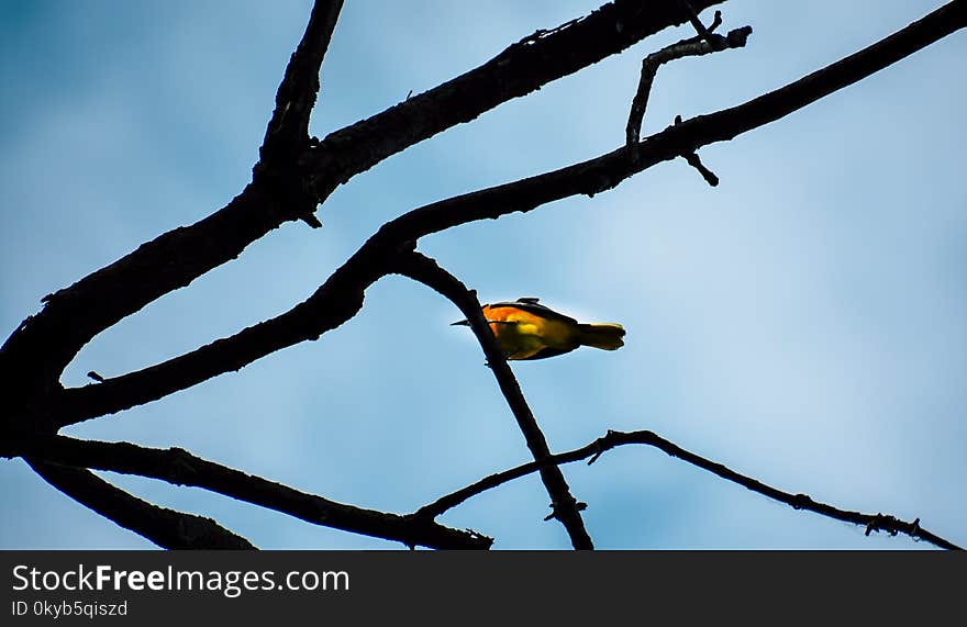 Shallow Focus Photography of Yellow Bird on Brown Tree Branch