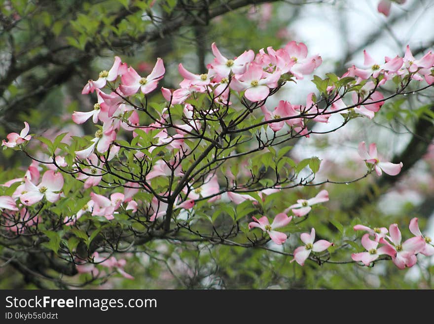 Selective Focus of White-and-pink Petaled Flowers