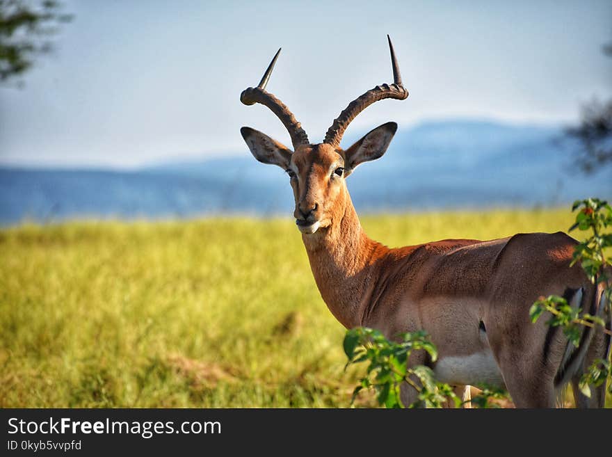 Brown Deer on Green Grass Field