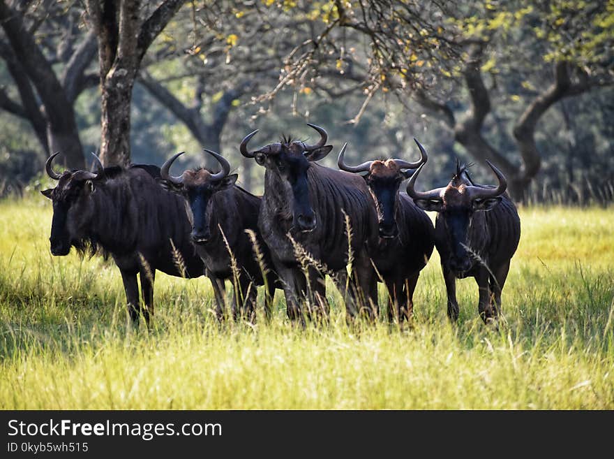 Photography of Group of Black Ox