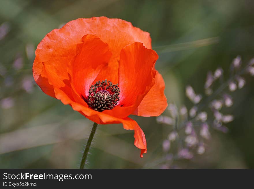 Selective Focus Photography of Orange Petaled Flower