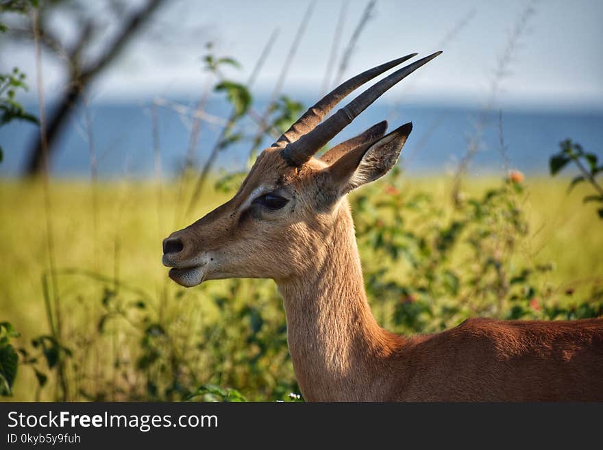 Selective Focus Photography of Brown Antelope