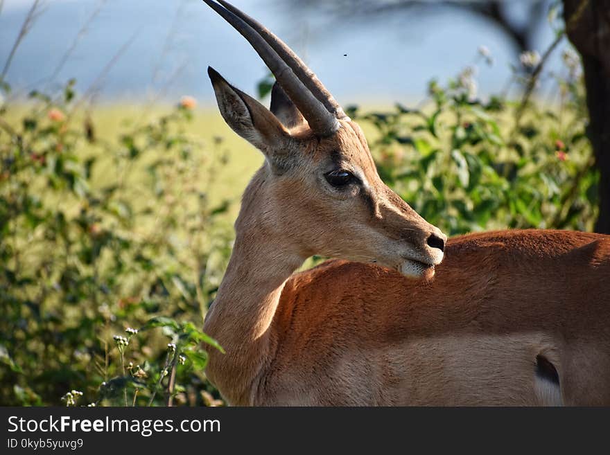 Shallow Focus Photography of Antelope