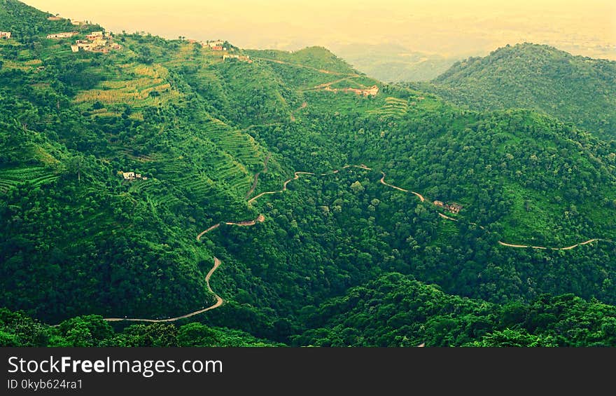 Landscape Photo of Roadway Covered in Green Trees