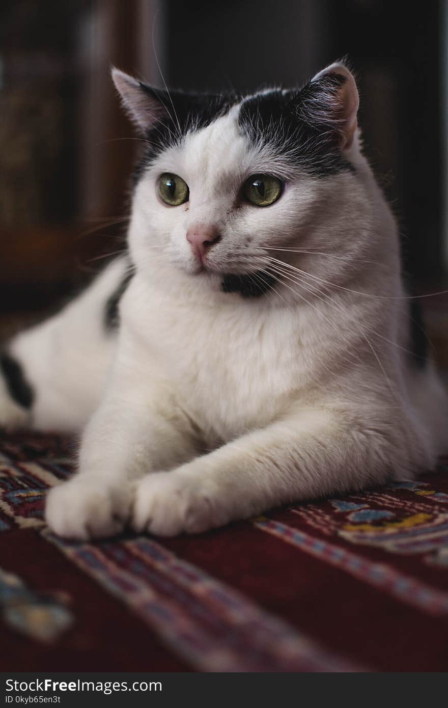 Selective Focus Photography Of Black And White Cat