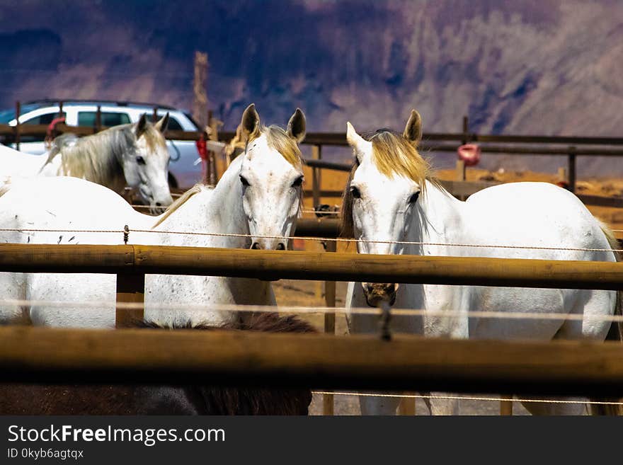 Three White Horses on a Barn