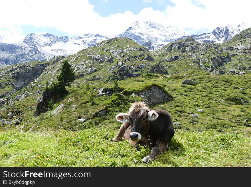 Cattle Lying On Green Grass Field