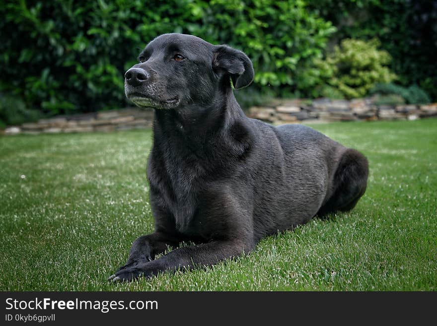 Adult Black Taiwan Dog Laying Down on Grass Lawn