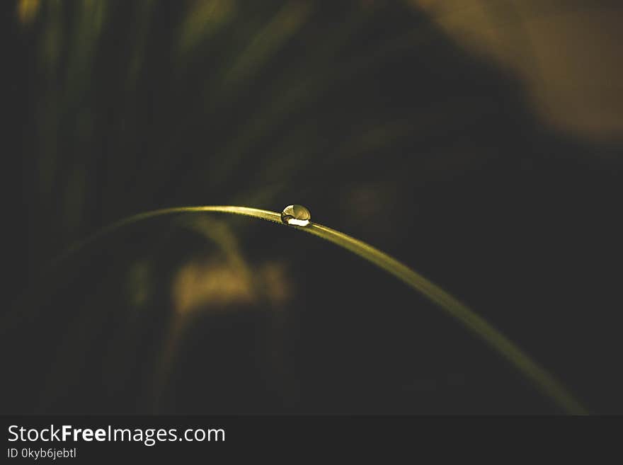 Selective Focus Photo Of Water Drop