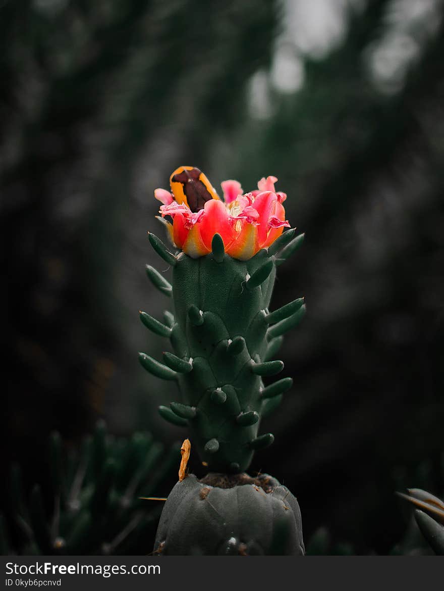 Selective Focus Photography of Pink Cactus Flower