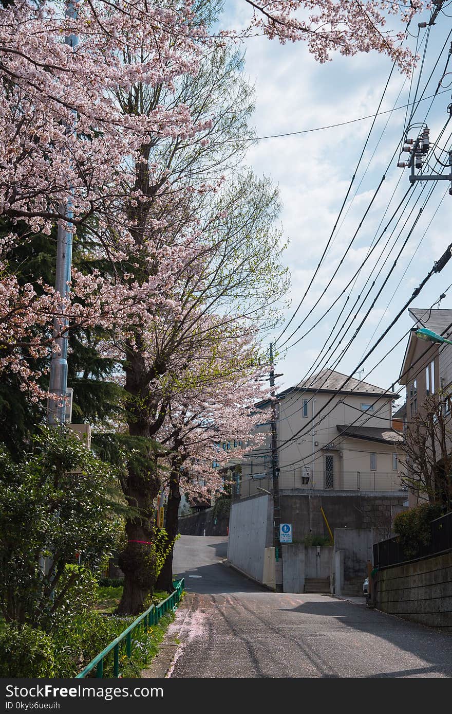 Cherry Blossom Tree Beside Road Photography