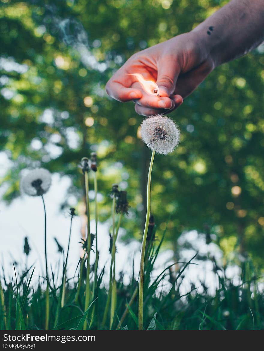 White Dandelion