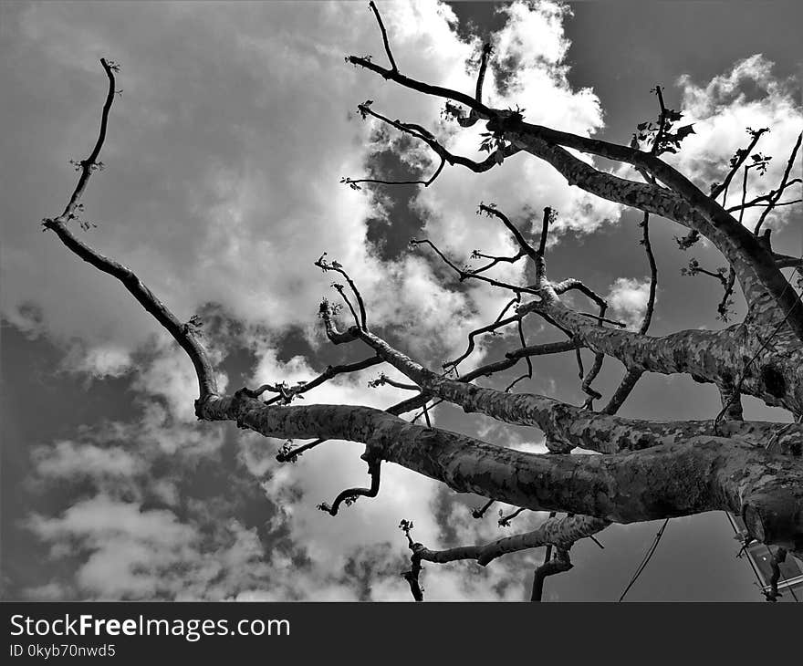 Grayscale Photography of Bare Tree