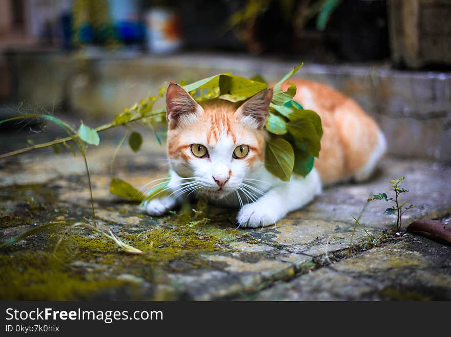 Orange and White Tabby Cat Lying on Mossy Gray Pavement Under Green Leaves Selective Focus Photo