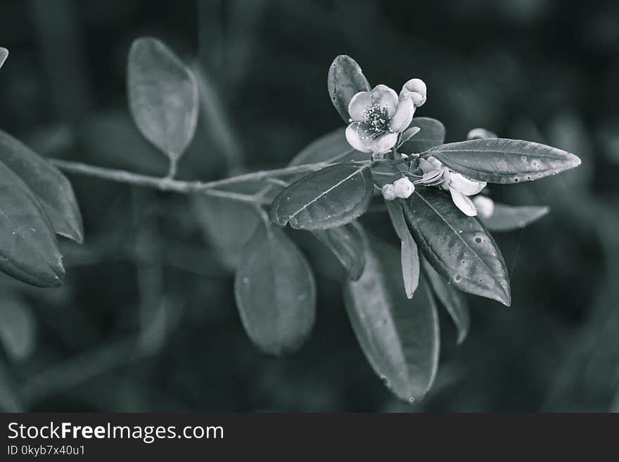 Close-up Photography of Flower