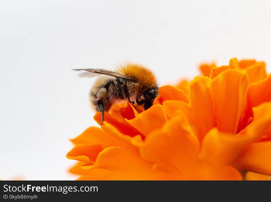 Macro Photo Honey Bee on Orange Flower