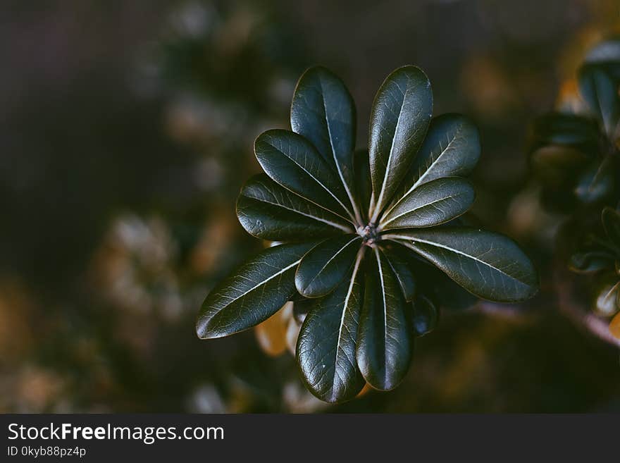 Selective Focus Photo of Green Leaf Plant