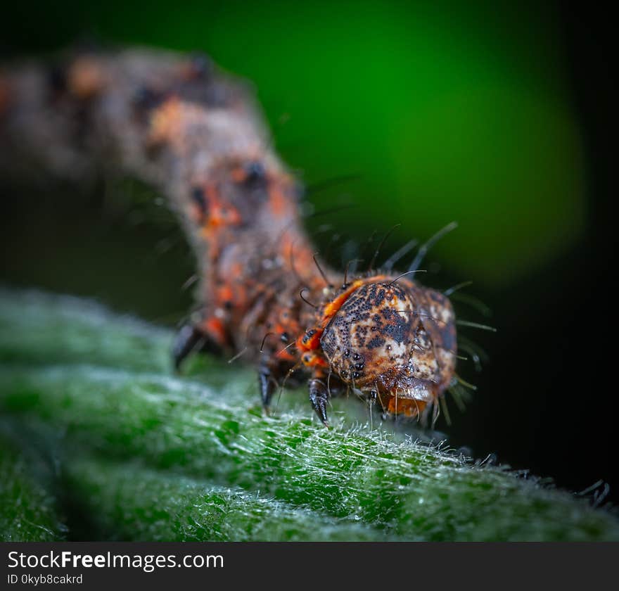 Orange and Black Caterpillar in Macro-photography