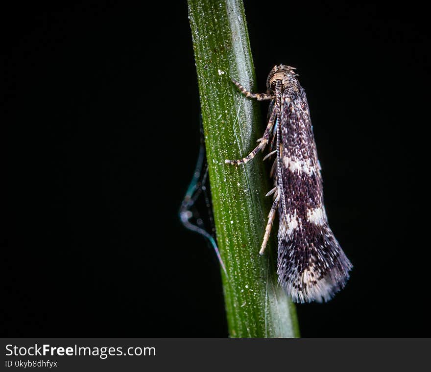 Macro Photo of White and Black Tree Hopper on Green Stem