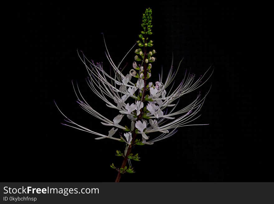 Abstract soft blurred and soft focus of Java tea, Kidney tea plant,Catâs whiskers,Orthosiphon aristatus,Lamiaceae,Labiatae,plant with the black copy space background. The herb in Thailand.