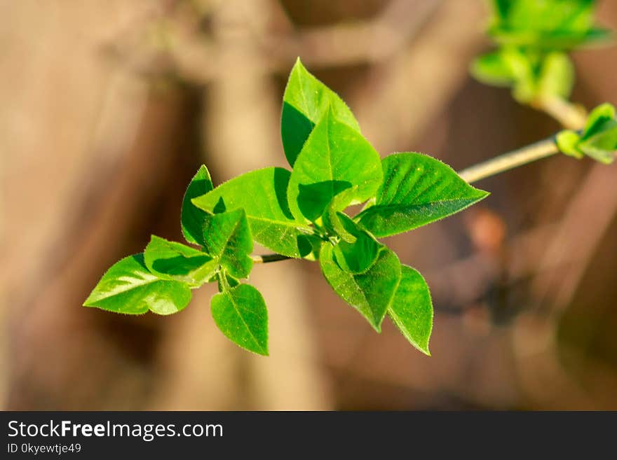 Branch With Young Leaves