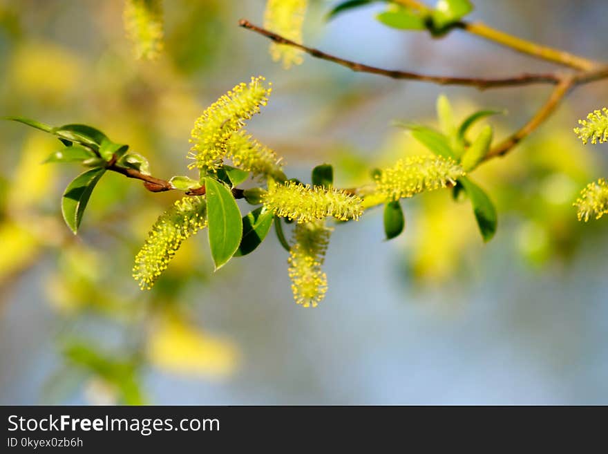 Branch with young leaves