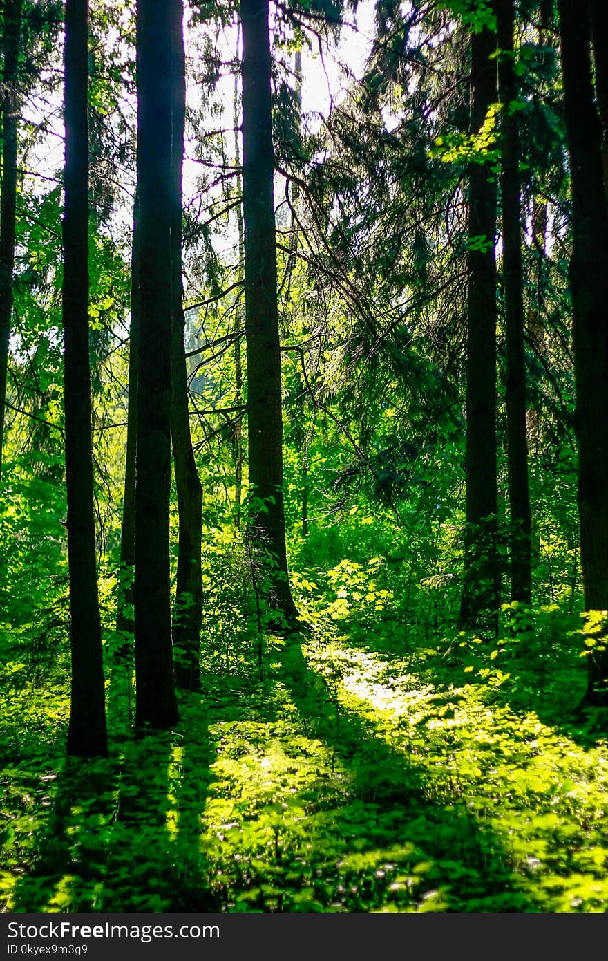 The forest in the sunlight