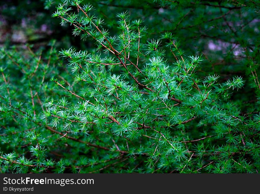 Branch of a larch