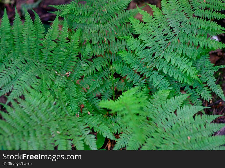 A fern is a member of a group of vascular plants that reproduce via spores and have neither seeds nor flowers. They differ from mosses by being vascular, i.e., having specialized tissues that conduct water and nutrients, in having branched stems and in having life cycles in which the sporophyte is the dominant phase. Like other vascular plants, ferns have complex leaves called megaphylls, that are more complex than the microphylls of clubmosses. A fern is a member of a group of vascular plants that reproduce via spores and have neither seeds nor flowers. They differ from mosses by being vascular, i.e., having specialized tissues that conduct water and nutrients, in having branched stems and in having life cycles in which the sporophyte is the dominant phase. Like other vascular plants, ferns have complex leaves called megaphylls, that are more complex than the microphylls of clubmosses.