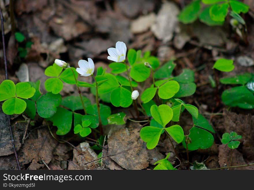 The primroses spring in the woods