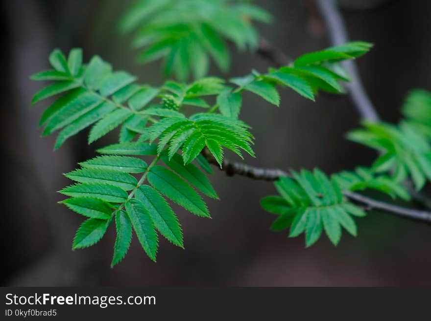 The leaves of mountain ash blossomed in the spring