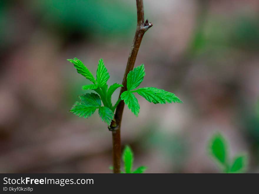 Branch With Young Leaves