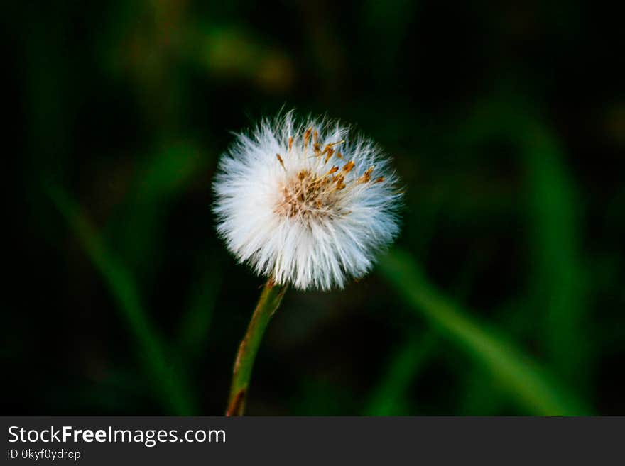 Coltsfoot Seeds