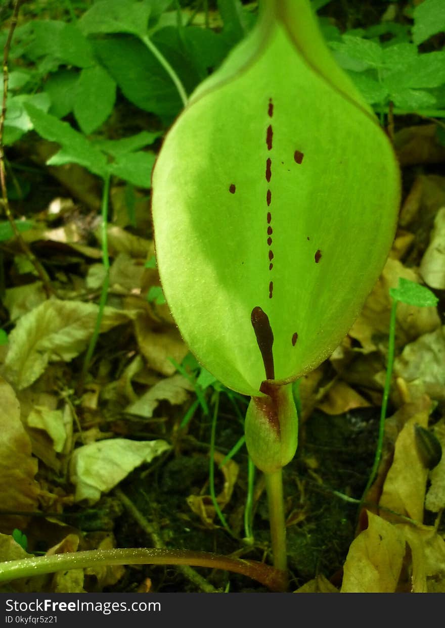 Plant, Arum, Leaf, Flora