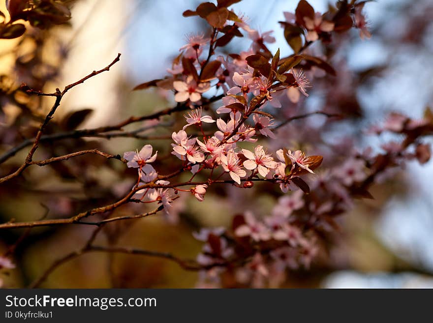 Blossom, Branch, Spring, Pink