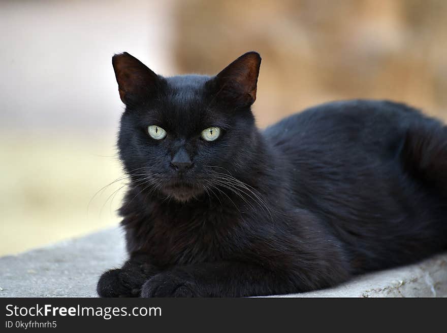 Cat, Black Cat, Black, Mammal