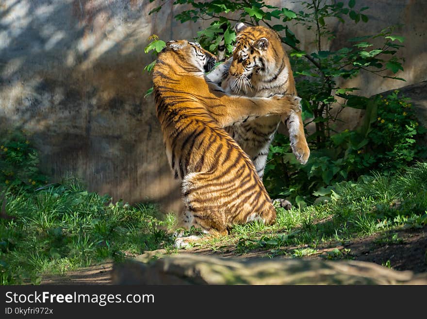 Tiger, Wildlife, Terrestrial Animal, Mammal