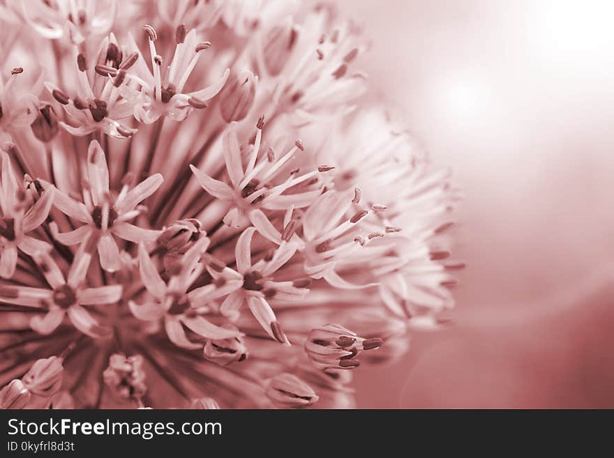 Flower, Pink, Petal, Close Up