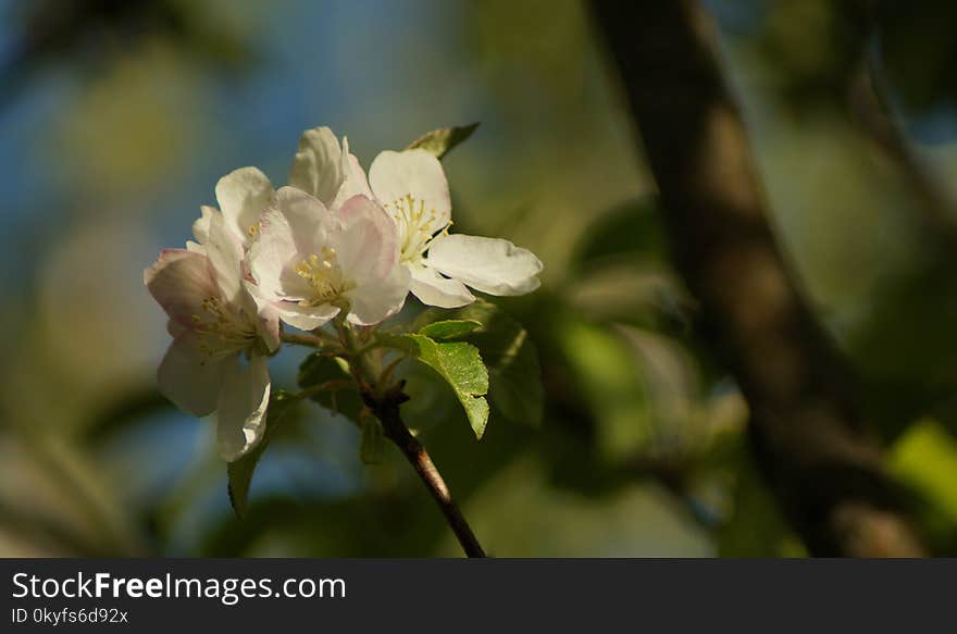 Blossom, Branch, Flower, Spring