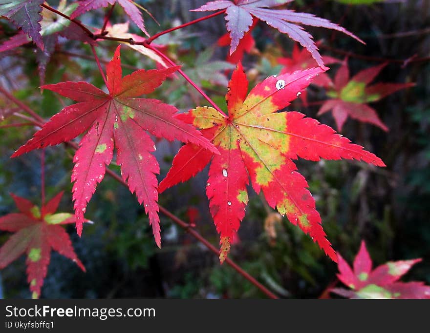 Leaf, Maple Leaf, Autumn, Plant