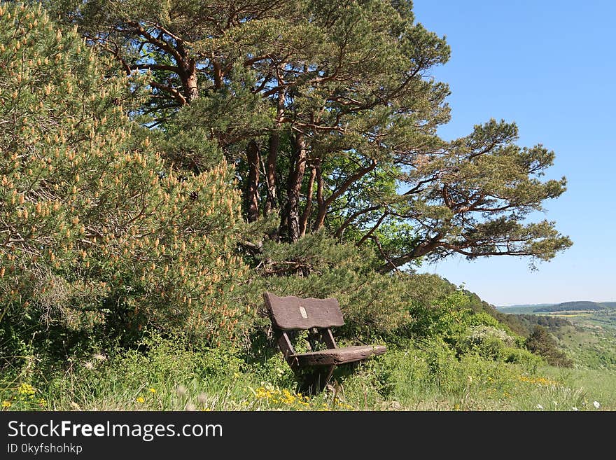 Tree, Ecosystem, Vegetation, Nature Reserve