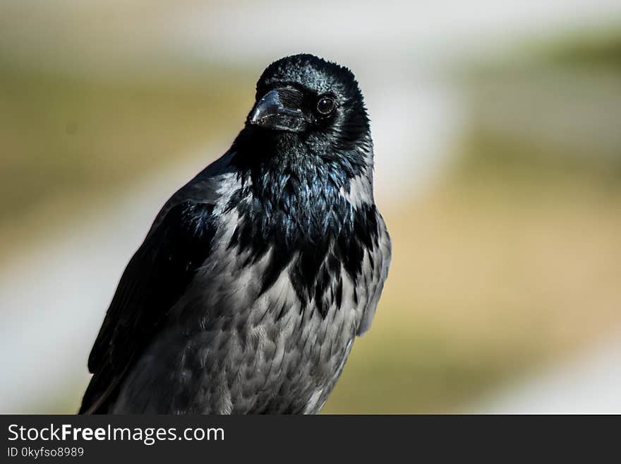 Bird, Beak, Fauna, Close Up