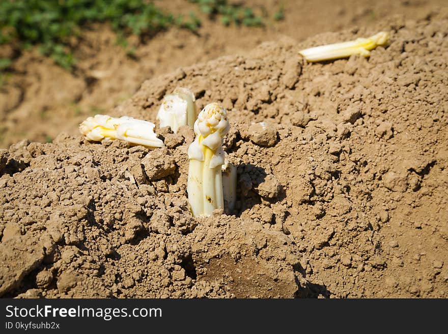 Soil, Sand, Drought, Crop