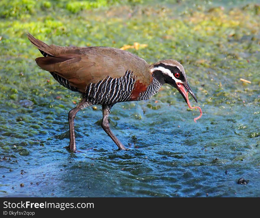 Bird, Ecosystem, Fauna, Beak