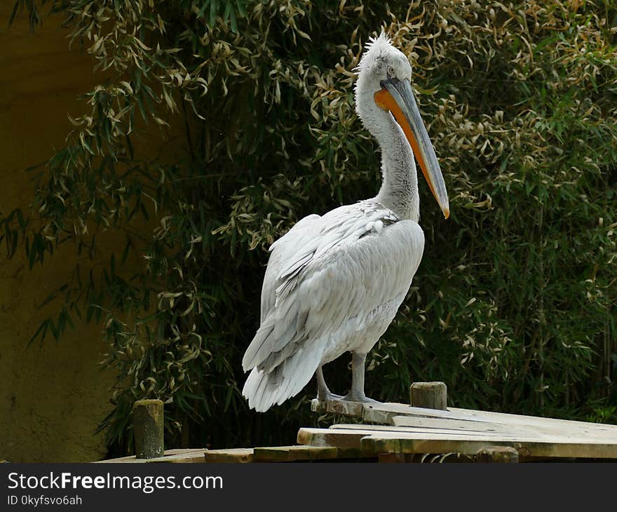 Pelican, Bird, Beak, Fauna