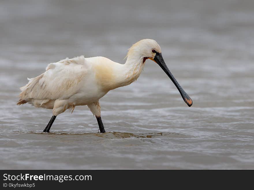 Bird, Spoonbill, Beak, Pelecaniformes