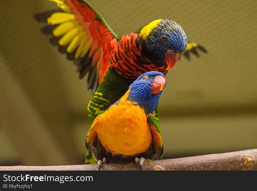 Bird, Parrot, Lorikeet, Beak